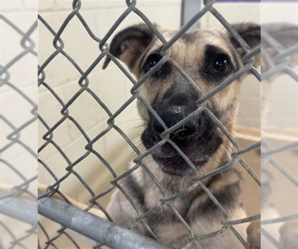 Medium Photo #1 German Shepherd Dog-Unknown Mix Puppy For Sale in Anchorage, AK, USA