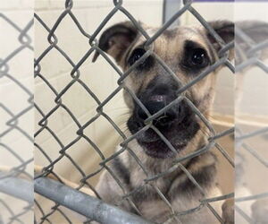 German Shepherd Dog-Unknown Mix Dogs for adoption in Anchorage, AK, USA