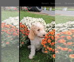 Puppy Black Goldendoodle