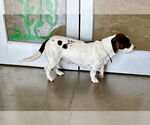 Small #1 Basset Hound Mix