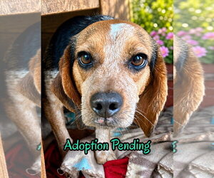 Beagle Dogs for adoption in Dunnellon, FL, USA