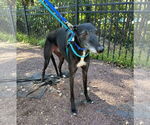 Small #2 Greyhound