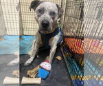 Small #4 Mastiff Mix