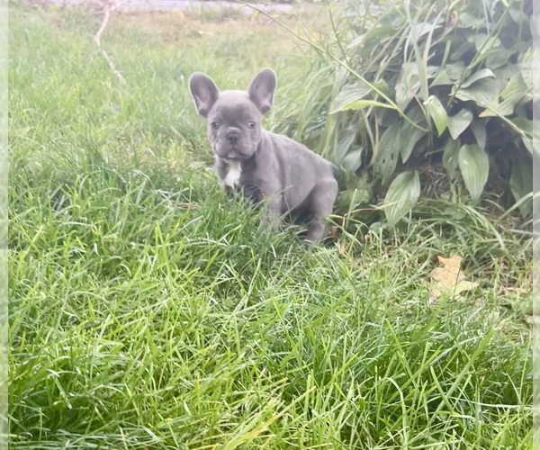 Medium Photo #6 French Bulldog Puppy For Sale in MILLVILLE, MN, USA