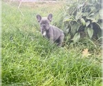 Small #5 French Bulldog