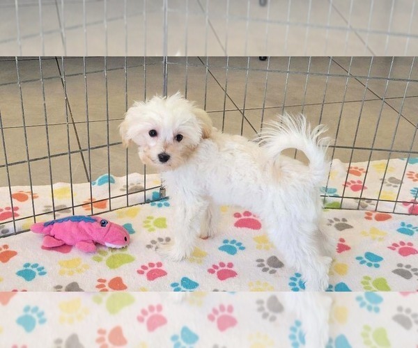Medium Photo #4 Maltipoo (Toy) Puppy For Sale in ORO VALLEY, AZ, USA