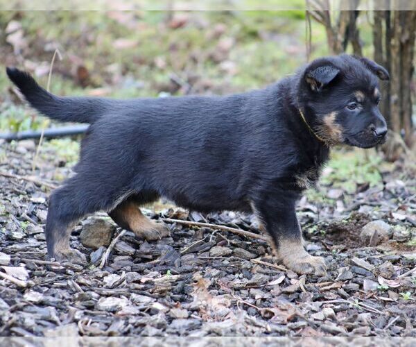 Medium Photo #7 German Shepherd Dog Puppy For Sale in CASTLE ROCK, WA, USA