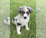 Small Photo #1 Miniature Australian Shepherd Puppy For Sale in ONEONTA, AL, USA