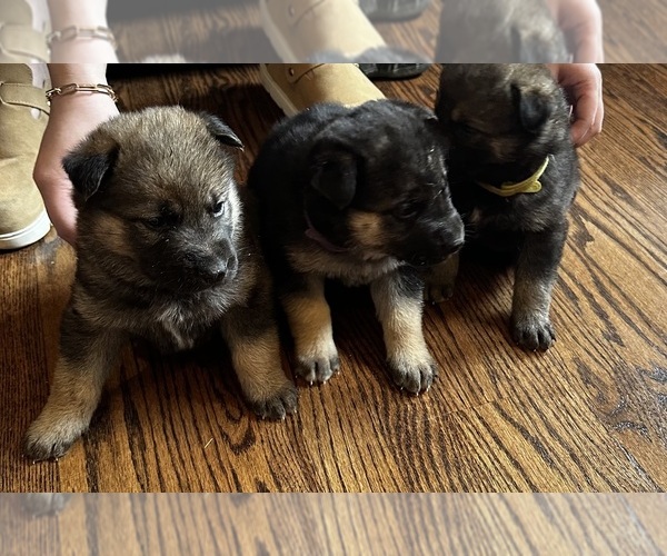 Medium Photo #1 Gerberian Shepsky Puppy For Sale in SCOTTSVILLE, KY, USA