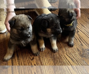 Gerberian Shepsky Puppy for sale in SCOTTSVILLE, KY, USA