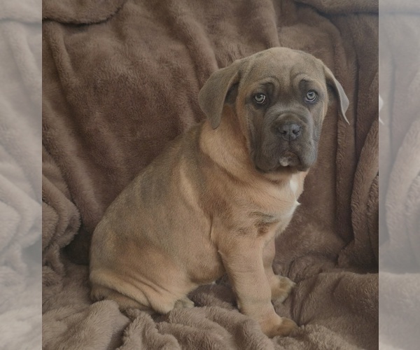Medium Photo #1 Cane Corso Puppy For Sale in MINERAL WELLS, WV, USA