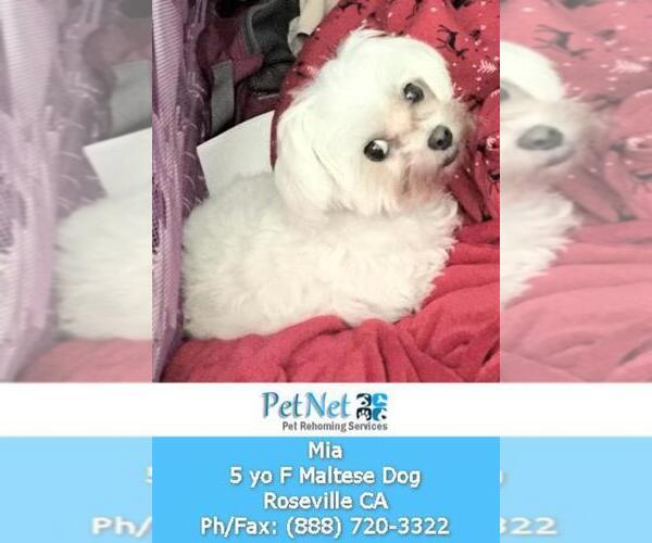 Medium Photo #5 Maltese Puppy For Sale in ROSEVILLE, CA, USA