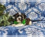 Small #1 Shih Tzu