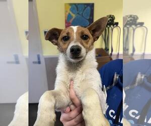 Jack Russell Terrier-Parson Russell Terrier Mix Dogs for adoption in Rockwall, TX, USA