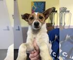 Small Jack Russell Terrier-Parson Russell Terrier Mix