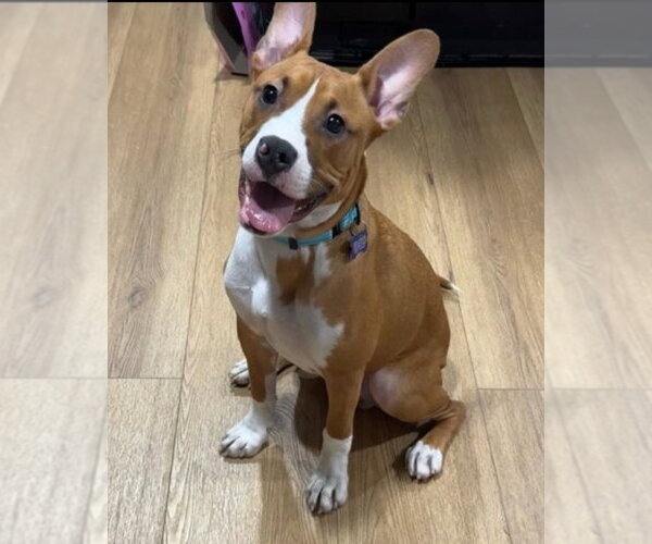 Medium Photo #1 Basenji-Unknown Mix Puppy For Sale in Springdale, PA, USA