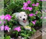 Small Photo #3 Goldendoodle Puppy For Sale in PALM BAY, FL, USA