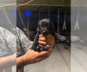 Schweenie Dogs for adoption in Brewster, NY, USA