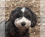 Small Photo #1 Cocker Spaniel-Sheepadoodle Mix Puppy For Sale in SAMMAMISH, WA, USA