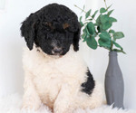 Puppy 5 Poodle (Standard)