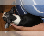 Small Photo #6 Boston Terrier Puppy For Sale in BEND, OR, USA