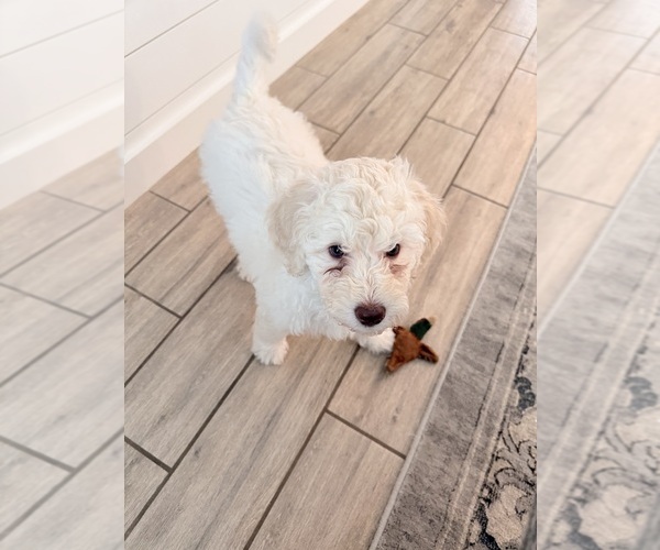 Medium Photo #14 Double Doodle Puppy For Sale in BULVERDE, TX, USA