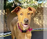 Small #6 Labrador Retriever-Pharaoh Hound Mix