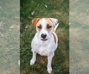 Bull Terrier-Pointer Mix Dogs for adoption in Oakhurst, NJ, USA