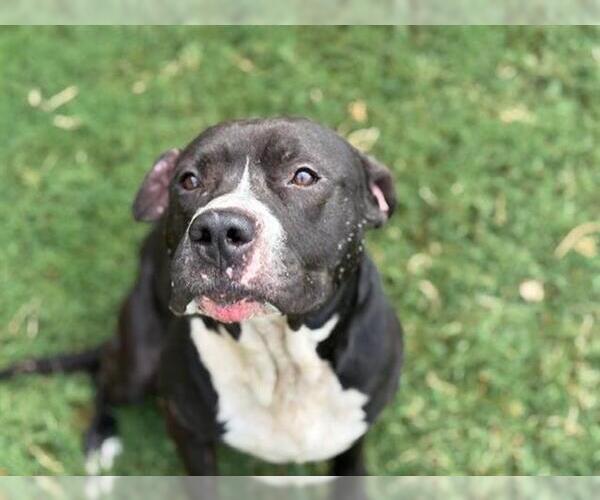 Medium Photo #1 American Pit Bull Terrier-Unknown Mix Puppy For Sale in Tulsa, OK, USA