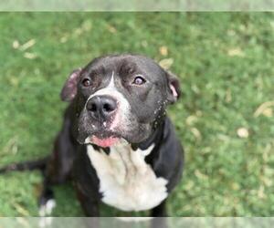 American Pit Bull Terrier-Unknown Mix Dogs for adoption in Tulsa, OK, USA