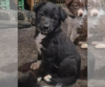 Puppy Morgana Border-Aussie