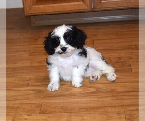 Cavapoo Puppy for sale in BARNESVILLE, KS, USA