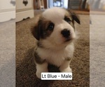 Puppy Lt Blue Male Pembroke Welsh Corgi