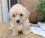 Small #5 Poovanese