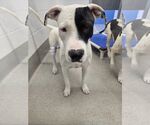 Small #1 Bulldog-Staffordshire Bull Terrier Mix