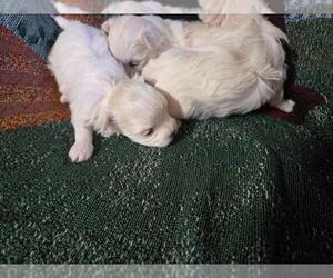 Maltese Puppy for sale in CORNERSVILLE, TN, USA
