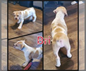 Olde English Bulldogge Puppy for sale in WHEELER, MI, USA