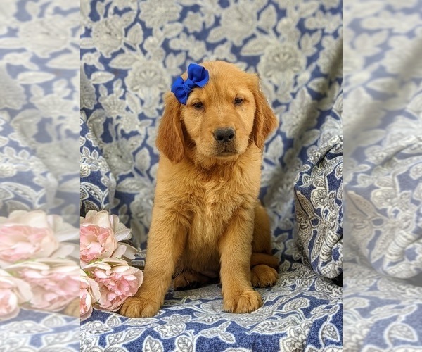 Medium Photo #2 Golden Retriever Puppy For Sale in NARVON, PA, USA