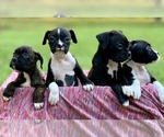 Small Photo #7 Boxer Puppy For Sale in ELDON, MO, USA