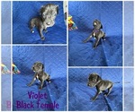 Puppy Violet Cane Corso-Great Dane Mix