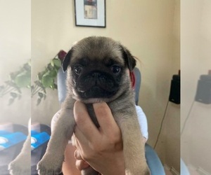Pug Puppy for sale in WACO, TX, USA
