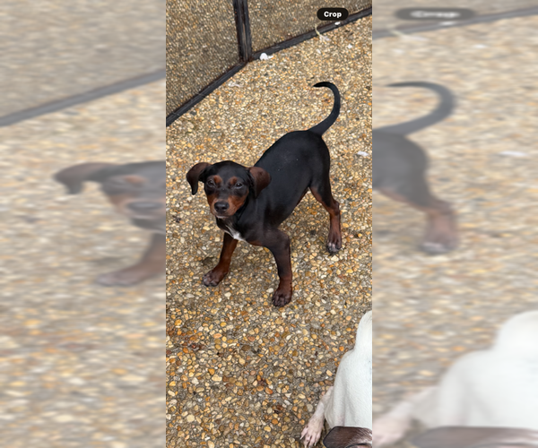 Medium Photo #10 Cheagle Puppy For Sale in Jackson Township, NJ, USA