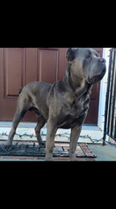 Father of the Cane Corso puppies born on 01/08/2017
