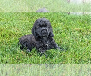 Cocker Spaniel Puppy for sale in GOSHEN, IN, USA