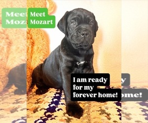 Cane Corso Dog for Adoption in WOODLAND HILLS, California USA