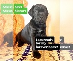 Small Cane Corso