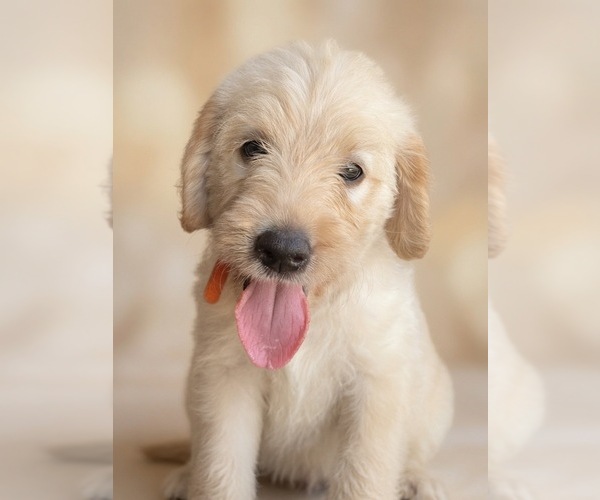 Medium Photo #1 Labradoodle Puppy For Sale in BROKEN ARROW, OK, USA