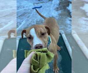 Mutt Dogs for adoption in Elmsford, NY, USA