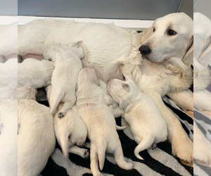 Father of the English Cream Golden Retriever puppies born on 05/13/2021