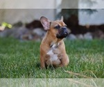 Small Photo #11 French Bulldog Puppy For Sale in WOOD DALE, IL, USA